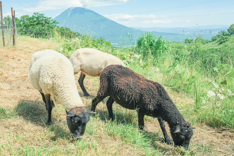 Meet the Sky Sheep