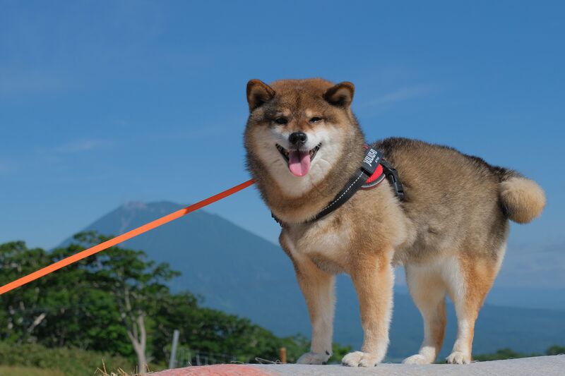 Autumn Drive Spots You’ll Love with Your Dog in Niseko