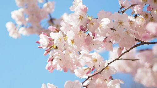 ゴールデンウィークはニセコへ｜桜・自然・アクティビティを満喫する春のおすすめ🌸